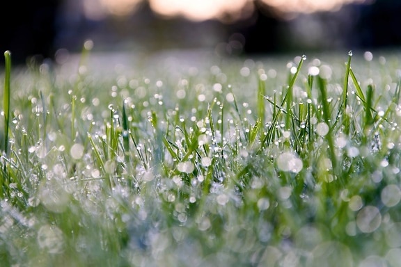 rain, moisture, summer, dawn, dew, lawn, field, green grass, nature