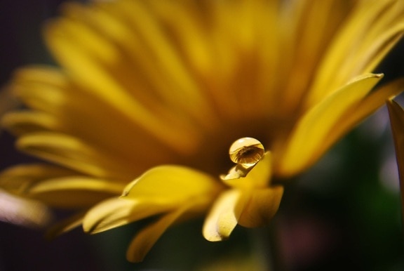 yellow flower, nature, dew, summer, petal, rain, plant, herb, dandelion, blossom