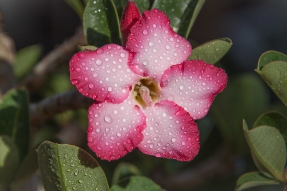природа, листа, розово цвете, Градина, растение, цвят, дъжд, венчелистче