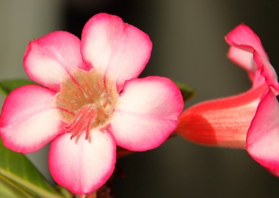 pink flower, pistil, petal, detail, nature, horticulture, ecology, herb