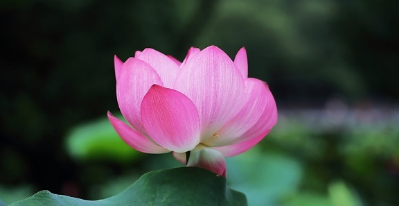 Lotus, pembe çiçek, yaprak, Doğa, Bahçe, bitki, ekoloji