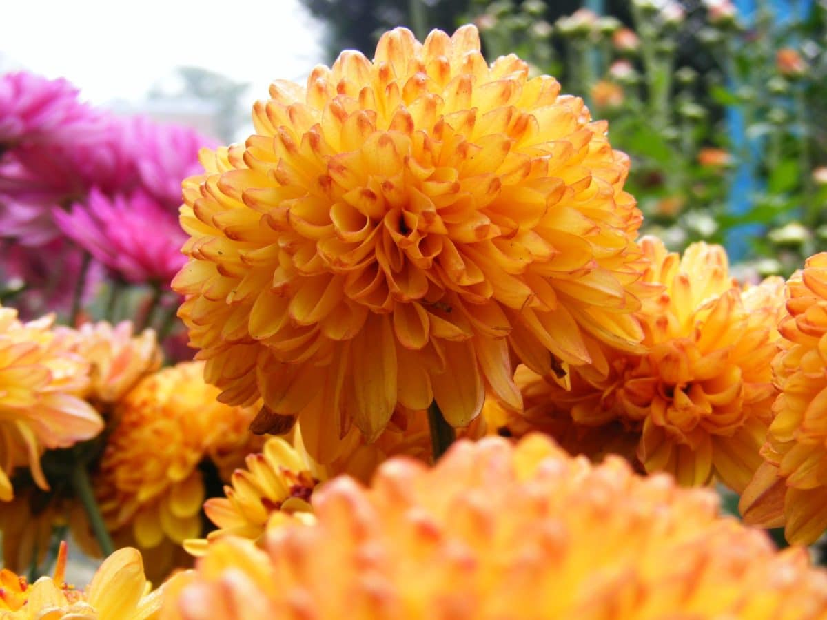 sommer, vakker, oransje farge, petal, hage, Dahlia blomst, natur, urt, anlegg