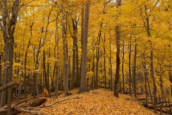 kayu, daun, lanskap, pohon, alam, poplar, hutan, musim gugur musim