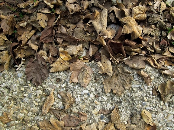 乾燥した葉、質感、茶色の葉、自然、アスファルト、地面、屋外