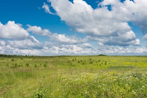 steppe, summer, grass, landscape, nature, field, sky, meadow, land