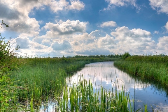reflection, water, grass, landscape, nature, lake, sky, swamp
