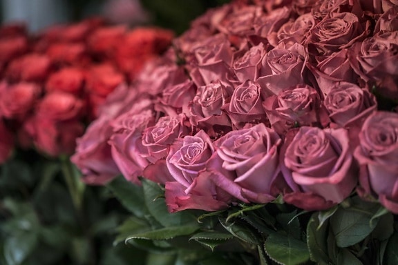 μπουκέτο, μοβ τριαντάφυλλο, λουλούδι, ρύθμιση, φυτό, ροζ, άνθος