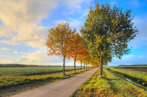 дорога, дерево, лето, Голубое небо, сельская местность, пейзаж, лист, природа, осень