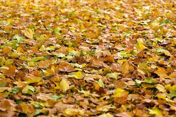 自然, パターン, テクスチャ, 葉, 秋, 乾季