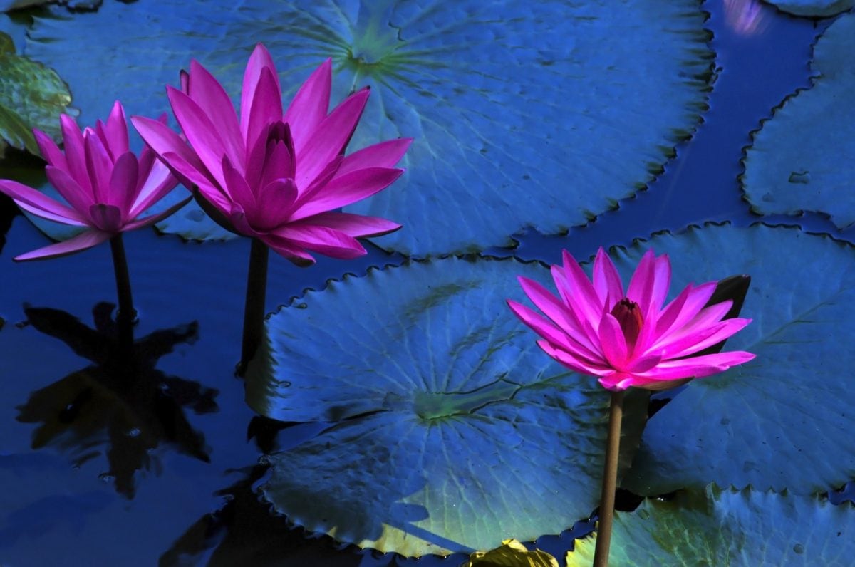 fioletowy Lotos, egzotyczny kwiat, liść, lilia wodna, natura, lato, ogród, ziele wodne
