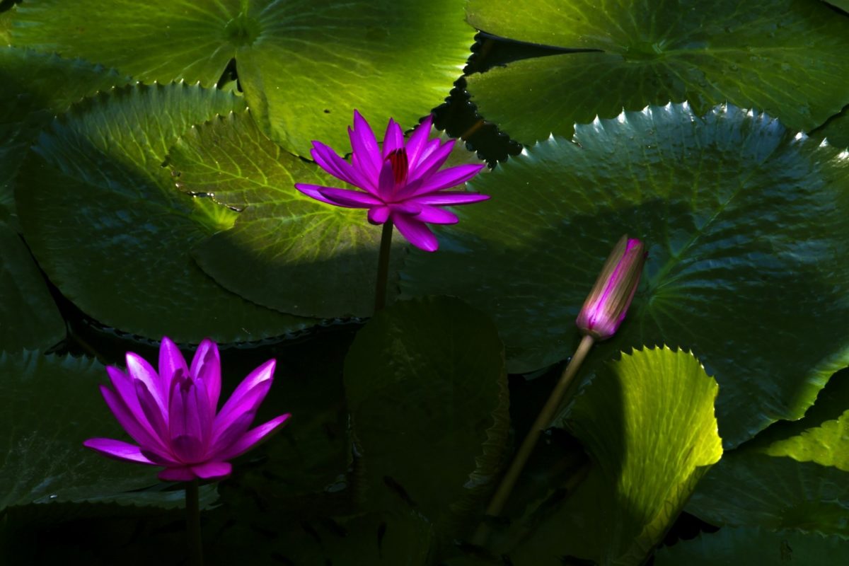 Сад, Лотос, фиолетовая водяная лилия, природа, цветок, лето, лист, водная трава, тень