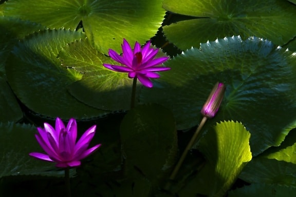 jardín, loto, lirio de agua púrpura, naturaleza, flor, verano, hoja, hierba acuática, sombra