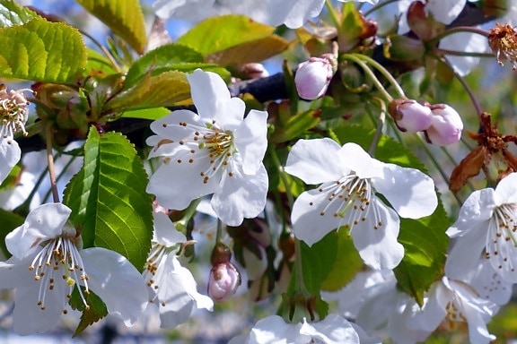 葉, 花, 庭, 枝, リンゴの木, 自然, 枝, 春の時間
