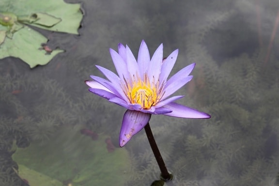 purple lotus, aquatic, flower, nature, leaf, water lily, plant, blossom