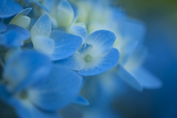 青い花、自然、ハーブ、植物、有機体、細部、花弁