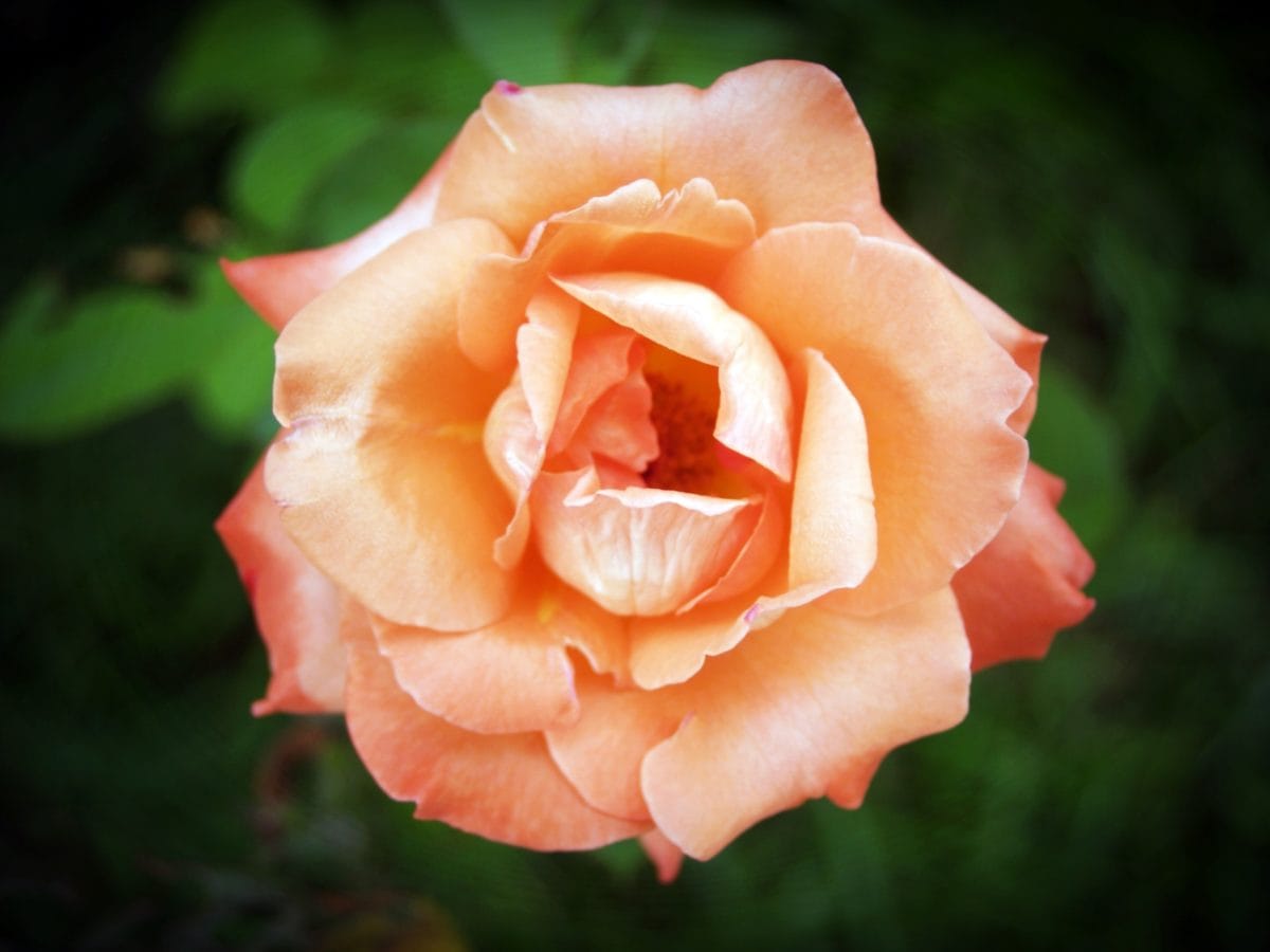 blad, Rosa Rose, blomst, natur, plante, kronblad, blomstre, pink