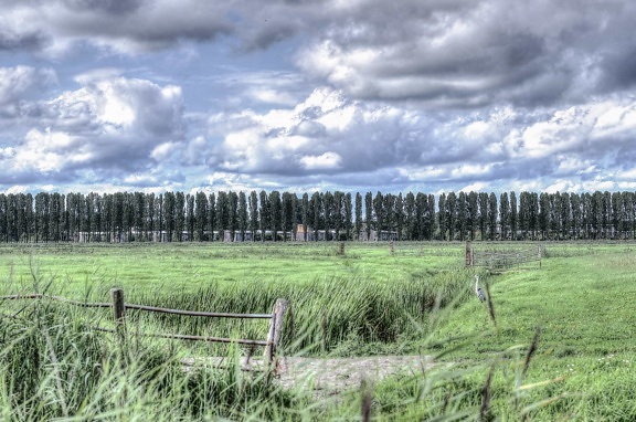 green grass, sky, landscape, nature, fence, field, tree, countryside