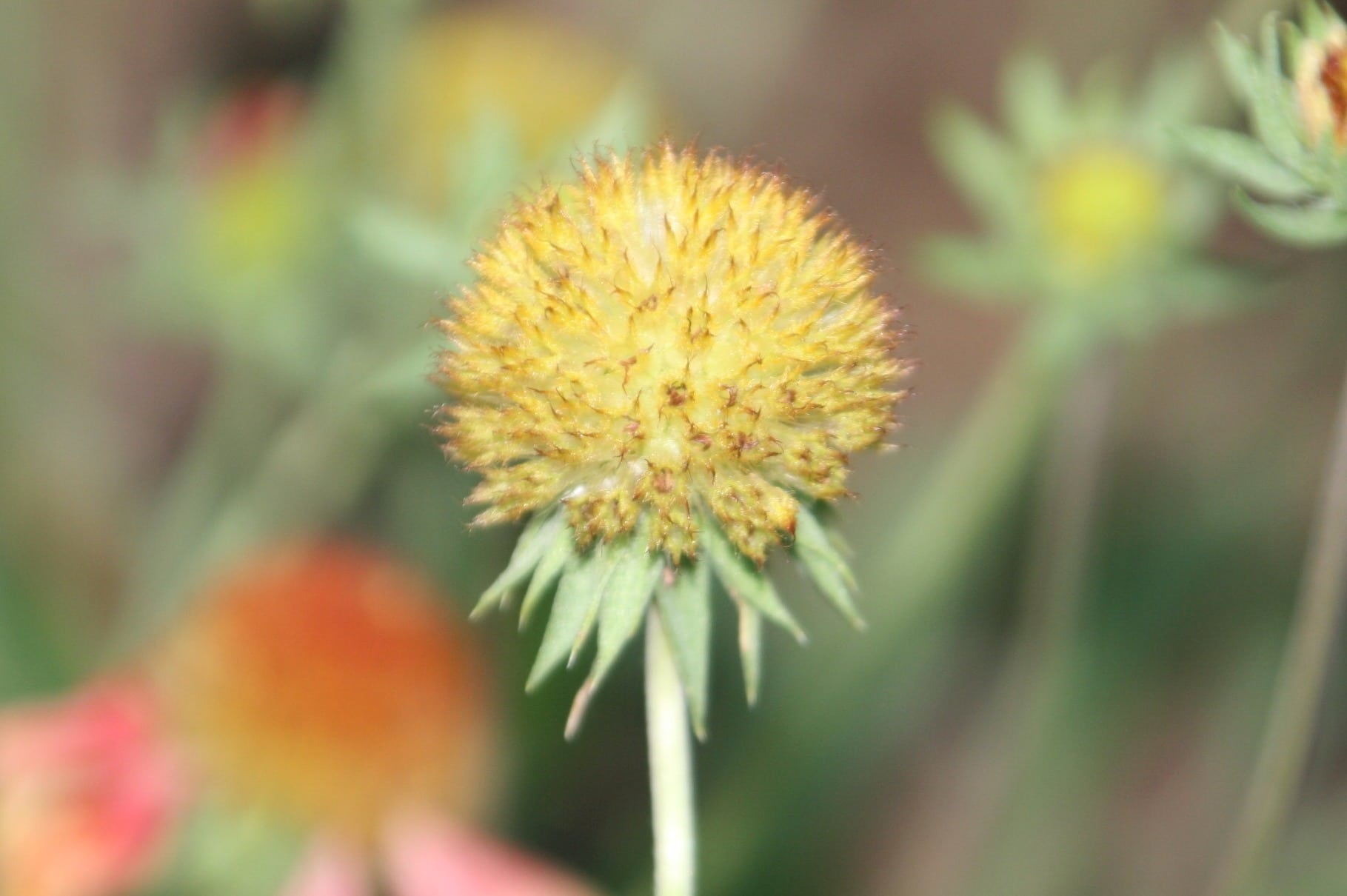 フリー写真画像 庭 自然 葉 夏 黄色い花 植物 ハーブ 花