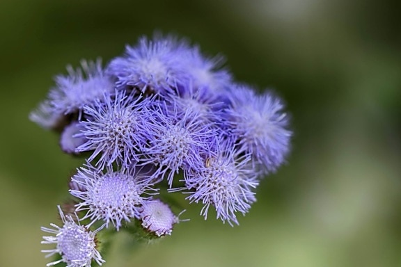 purple flower, nature, herb, petal, pistil