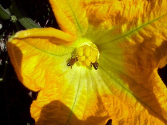 yellow flower, ecology, biology, pistil, detaul, outdoor, nature, herb