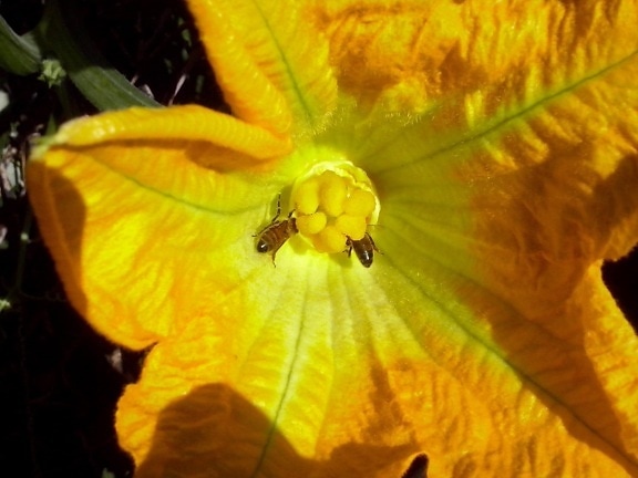 жълто цвете, екология, биология, плодник, detaul, на открито, природата, билка