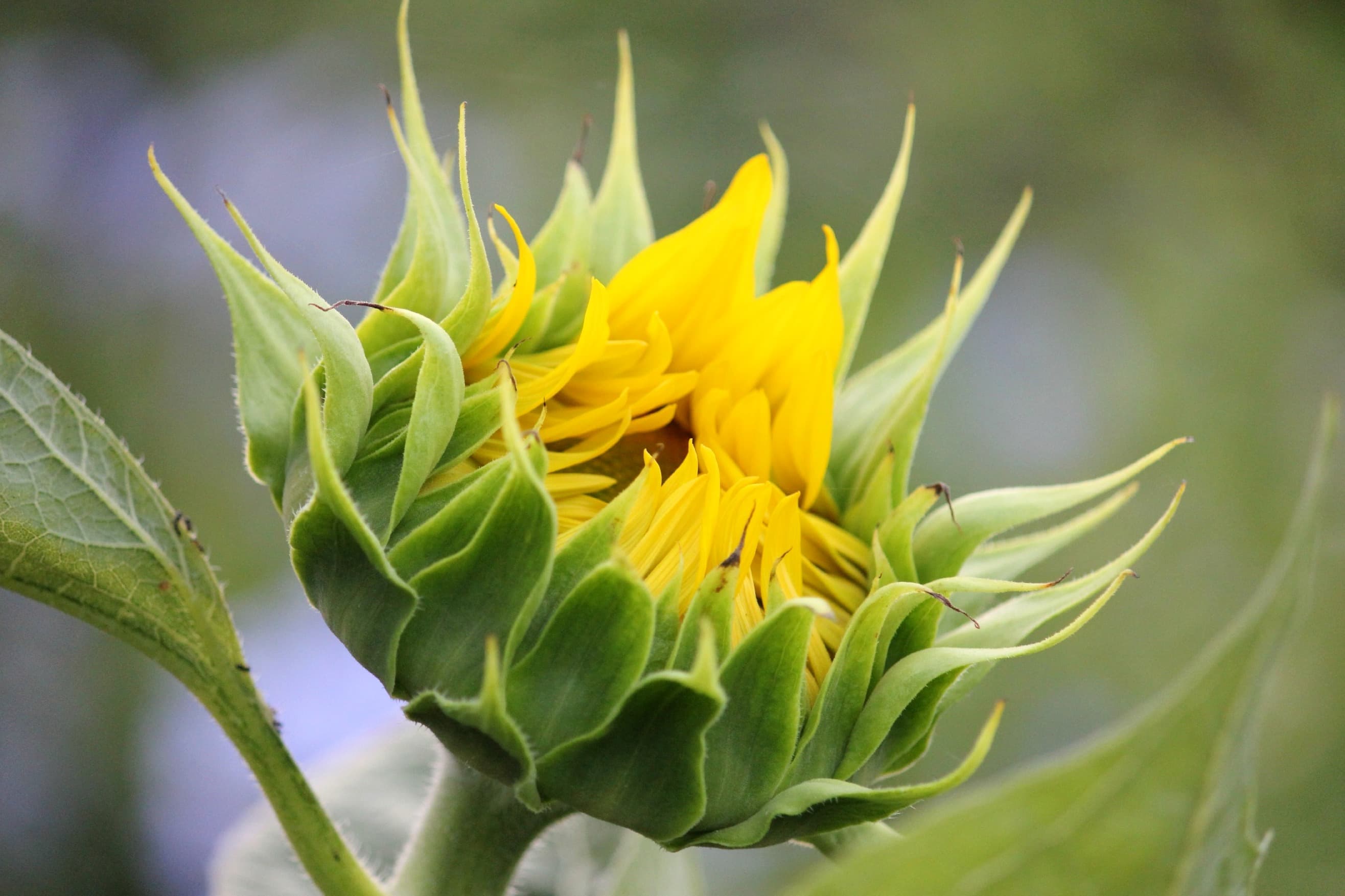 フリー写真画像 夏 花 緑の葉 自然 植物 ヒマワリ ハーブ 花びら