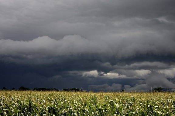 agriculture, cloud, field, nature, summer, landscape, dark sky, corn field