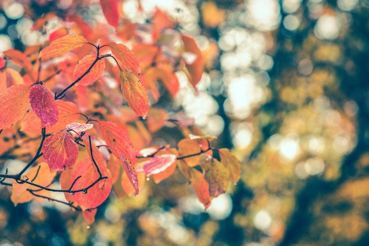 priroda, list, stablo, biljka, jesen, grana, šuma