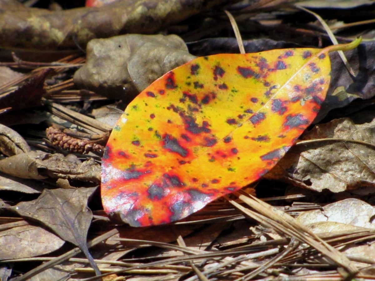 Природа, сухой лист, осень, на открытом воздухе, коричневый, земля