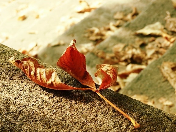 Природа, коричневый лист, земля, на открытом воздухе, бетон, осень