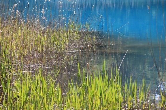swamp, environment, water, reflection, lake, grass, nature, landscape
