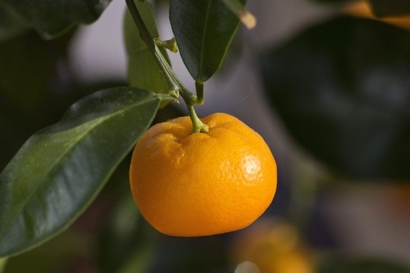 daun, buah, makanan, sifat, tangerine, mandarin, jeruk, vitamin