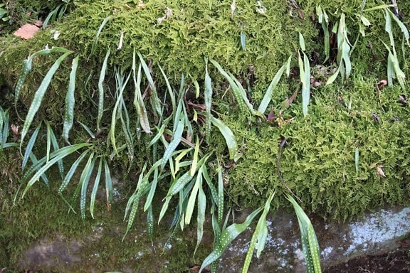 Moss, príroda, zelený list, bylinkové, ekológia, lístie