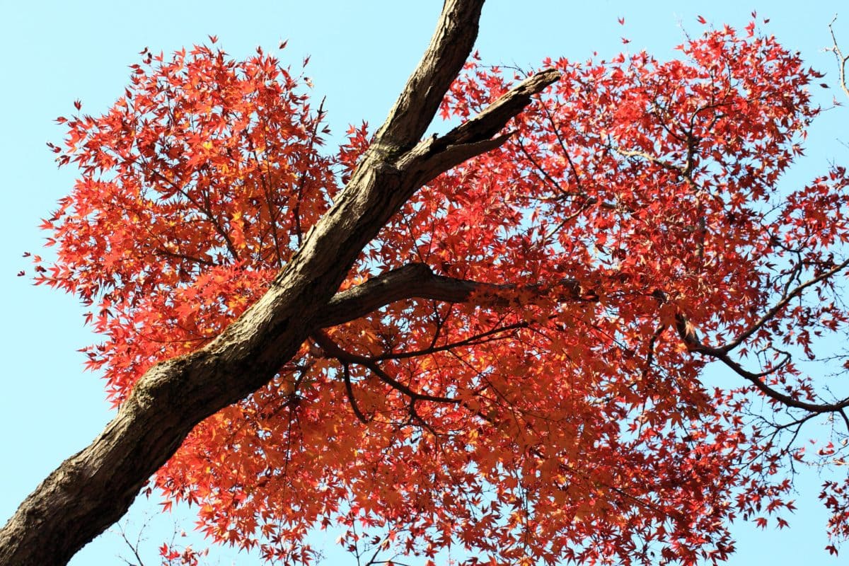 rood blad, natuur, boom, tak, herfst, vegetatie, blauwe lucht, bos, plant