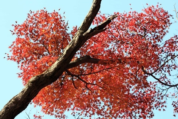 rødt blad, natur, træ, gren, efterår, vegetation, blå himmel, skov, plante