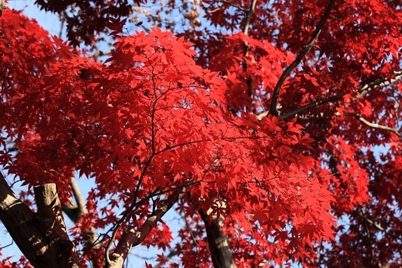 hoja roja, árbol, naturaleza, otoño, planta, bosque, follaje, al aire libre