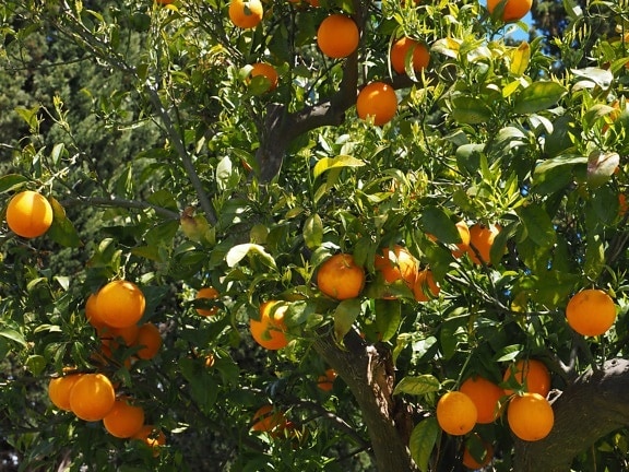 fruit orange, nourriture, agrumes, feuille, jardin, agriculture, vitamine, mandarine