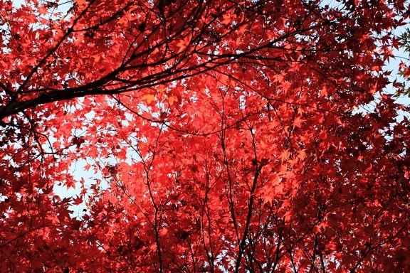 ใบสีแดง, ต้นไม้, ฤดูใบไม้ร่วง, สาขา