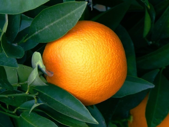 橘子水果、树叶、食物、柑橘、柑橘、橘子、维生素、影子、有机