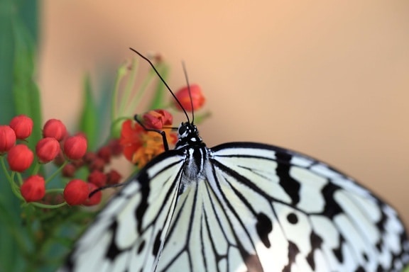 nature, white butterfly, insect, plant, flower
