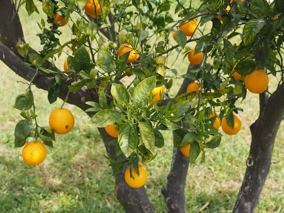 Orange плодове, дърво, овощна градина, зелени листа, селско стопанство, Градина, на храните, цитрусови, витамин