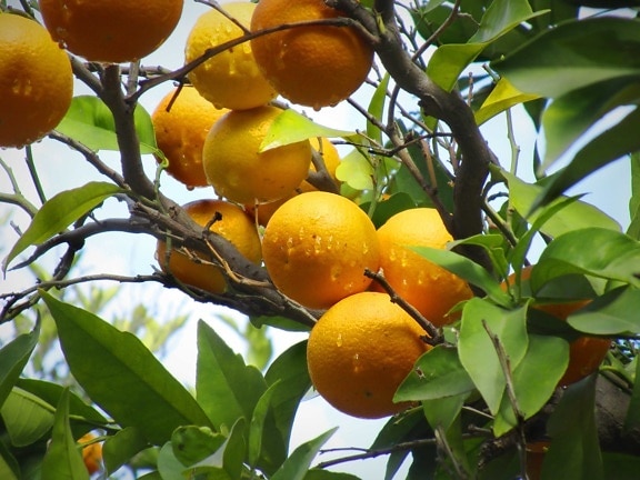 Citrus, gren, natur, löv, mat, ekologisk, apelsinträd, regn, tropisk frukt