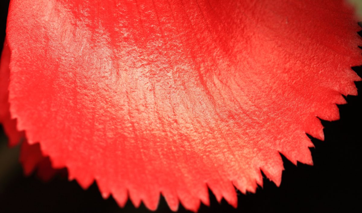 червен лист, детайл, на открито, растителност, билка