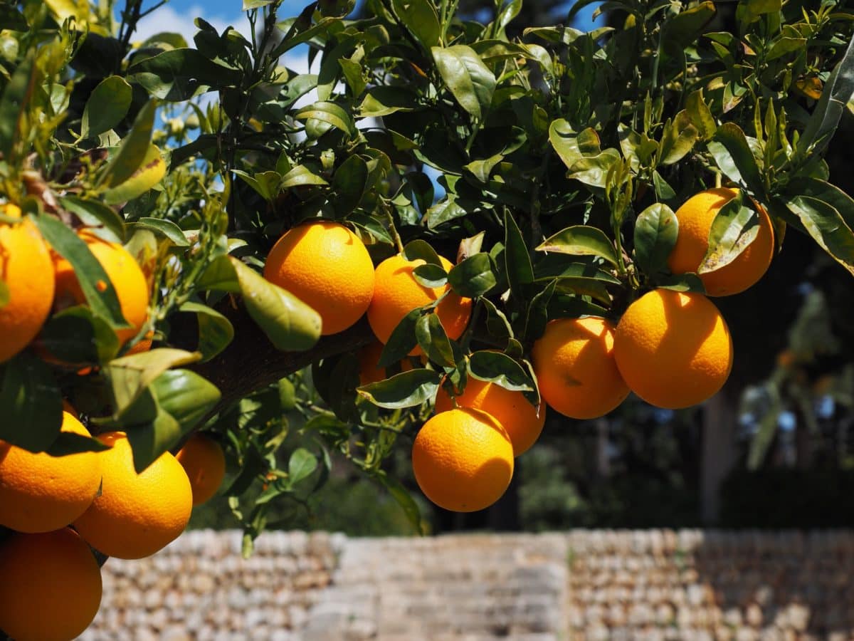 orange tree, orchard, agriculture, leaf, food, garden, tropical fruit, citrus, juice, vitamin