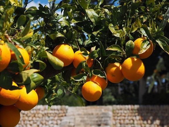 pohon jeruk, orchard, pertanian, daun, makanan, buah, Taman tropis, jeruk, jus, vitamin