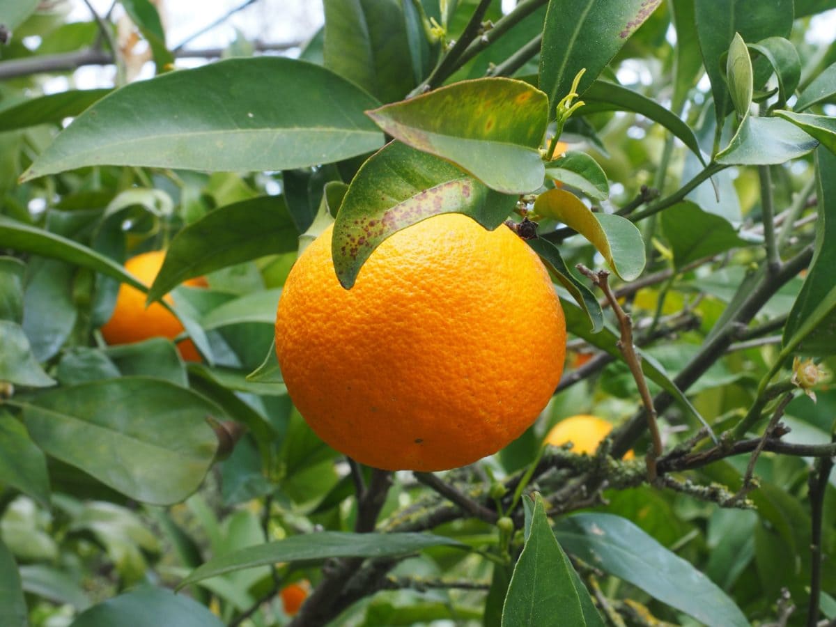 gyümölcslé, élelmiszer, természet, levél, citrus, narancs gyümölcs, mandarin, mandarin