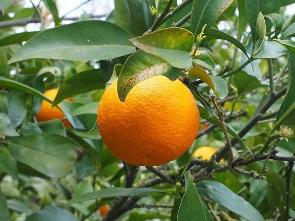 šťáva, jídlo, příroda, list, citrusy, oranžové ovoce, mandarinka, mandarinky
