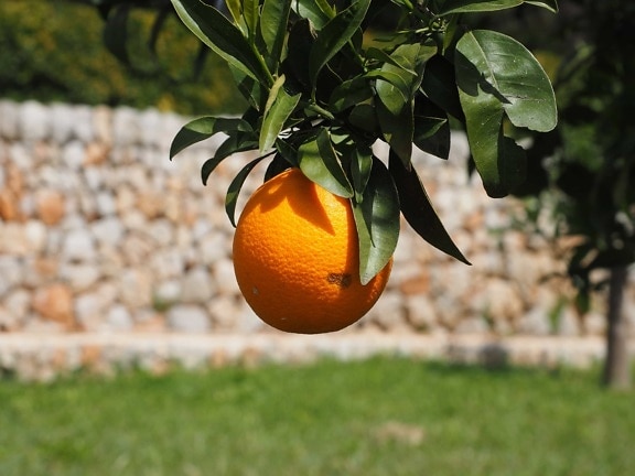 list, jídlo, oranžové ovoce, příroda, citrusy, mandarinka, Mandarin, vitamin