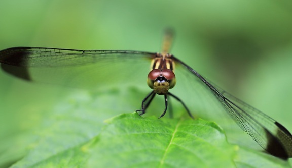 wildlife, insect, nature, dragonfly, head, detail, animal, arthropod, bug