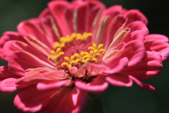 nature, beautiful, petal, red flower, summer, detail, pistil, pink, plant